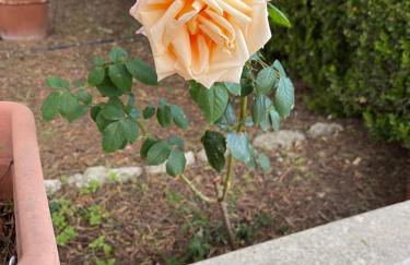 Midori-an 緑庵 - The Garden - Foto 66