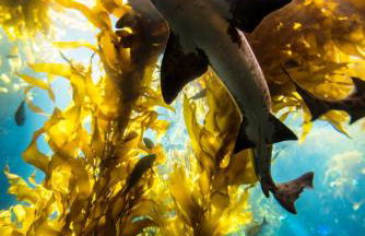 3788 The Seagull's Nest home - Foto 41