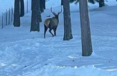 Little Cabin in the Woods. - Foto 43