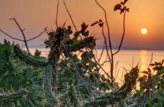 Cactus Guesthouse, Κίνι Συρος - Photo 18