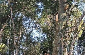 Cabana aconchegante na natureza - Foto 11