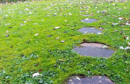 Mycosy 605 - Foto 17