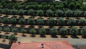 Casa das Oliveiras, o Douro no seu esplendor! - Foto 3