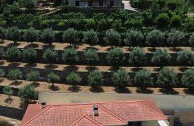 Casa das Oliveiras, o Douro no seu esplendor! - Foto 3