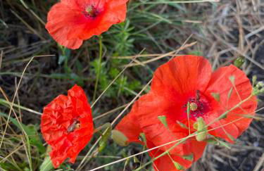 Ferienhaus unter Reet im Heidedorf Sankt Dionys bei Lüneburg - Foto 57