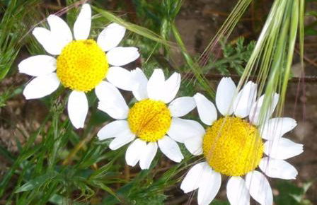 La Fuente de la Covatilla - Foto 29