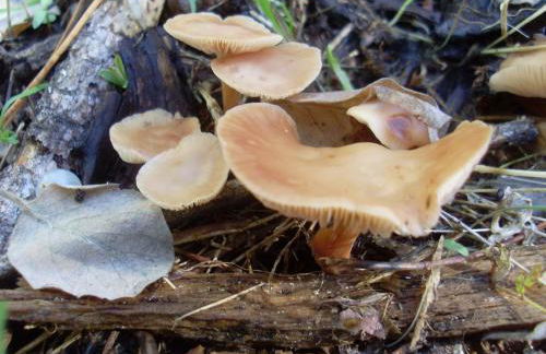 Casas Rurales Cortijos el Encinar - Foto 50