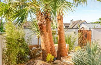 Nénuphar - Photo 30