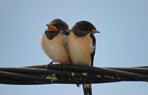 Casa Eira do Povo - Foto 33