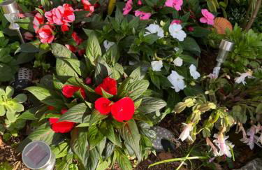 Tropical House - Foto 32