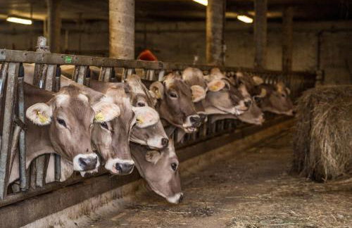 Residence Speckerhof - Foto 44