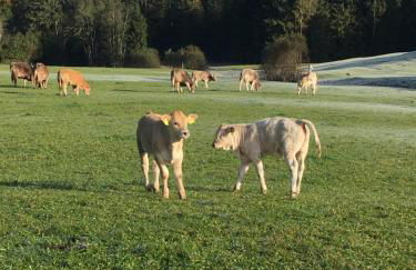 Alte Schmiede - Photo 32