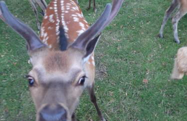 Gutshaus Pinnow - Foto 9