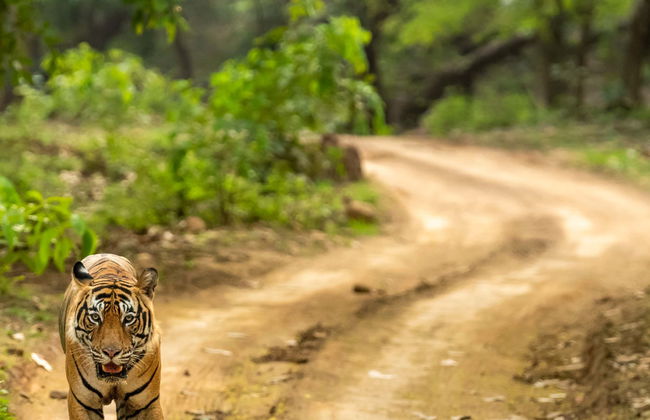 Circuit de 8 jours au Triangle d'Or + Ranthambore - Photo 1