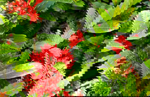 Villa Tropially Phu Quoc - Foto 42