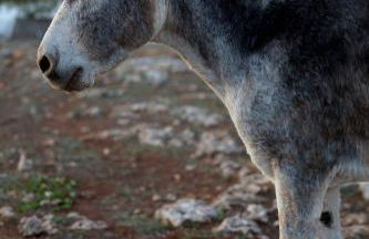 Agroturismo Matxani Gran - Foto 21