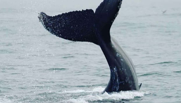 La coda di una balena in superficie