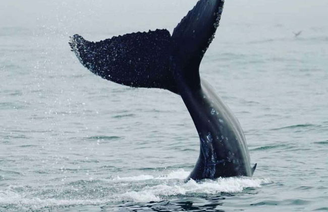 Observation de baleines à Porto Seguro - Photo 1