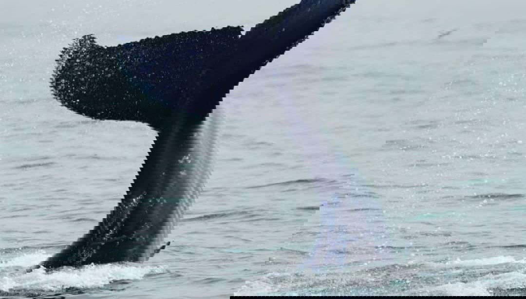 Porto Seguro Whale Watching - Foto 1