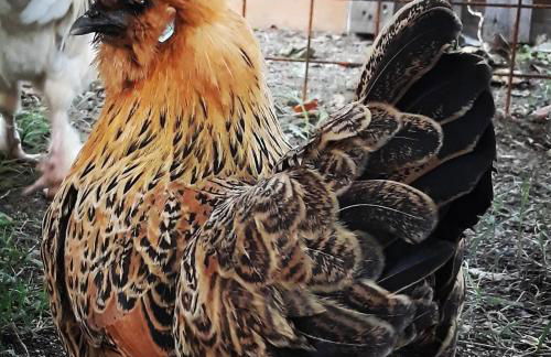 Agriturismo Campo Rosso - Foto 112