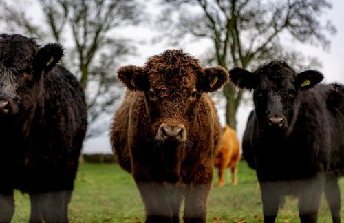 The Lodge House - By Elie - Foto 54