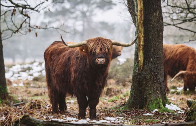 Paviljoen 4 Personen - Photo 5