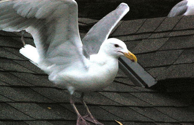 Qualicum Breeze Beach Resort - Photo 62