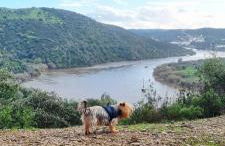 HuesPet&You - Foto 8