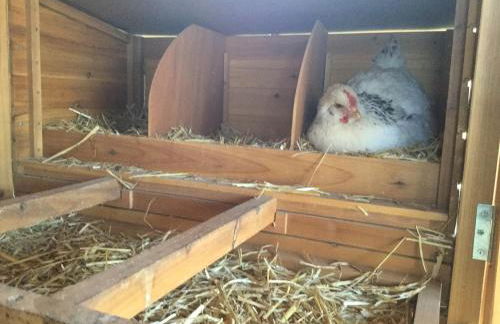 Lou Souleu - Foto 46