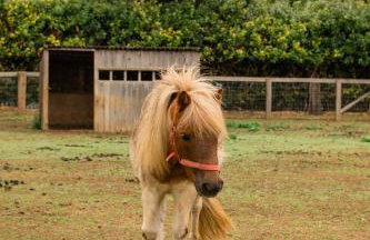 Family Cotswolds Cottage Farm Stay - The Smythy - Foto 56