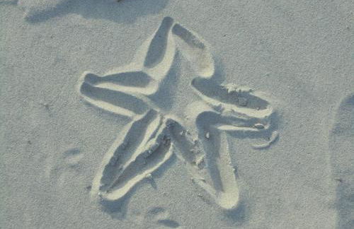 Ostseestern - Foto 15