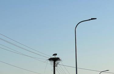 Andrzejówka - Foto 14