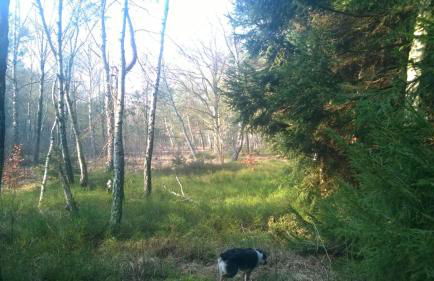 Ferienhaus Friedrichswalde - Foto 23