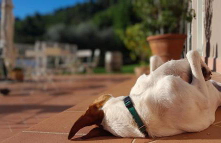 Villa Oliviana - Foto 33