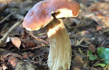 Oaza Radęcin - Foto 33