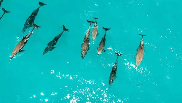 Swimming with Dolphins in Zanzibar - Foto 4