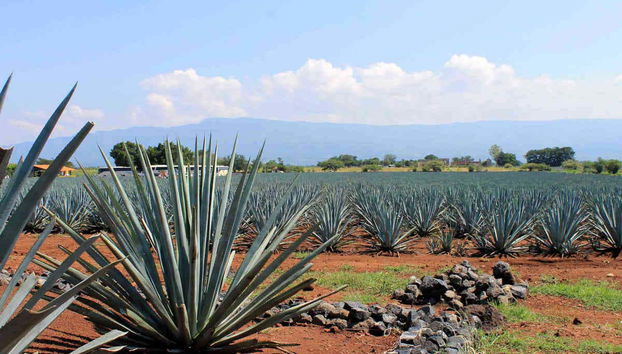 Day Trip to Tequila - Foto 4