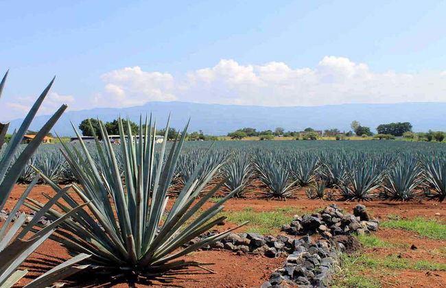 Day Trip to Tequila - Photo 4