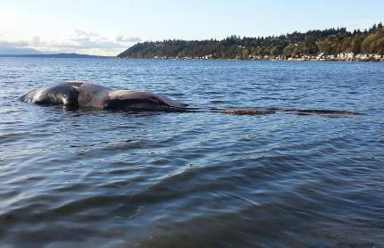 Spacious Retreat 3 Miles to Airport 12 to Seattle - Foto 38