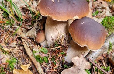 Morowo chałupa - Photo 65