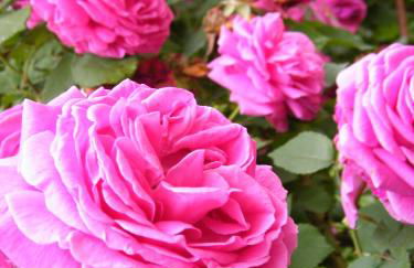 Il nido di rondine - Photo 7