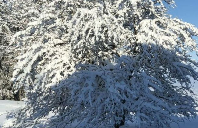 Apartment in the Waxenegg Country House - Photo 24