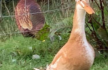 Molehill lodge - Foto 25