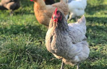 Knocknagore Cottage - Foto 41