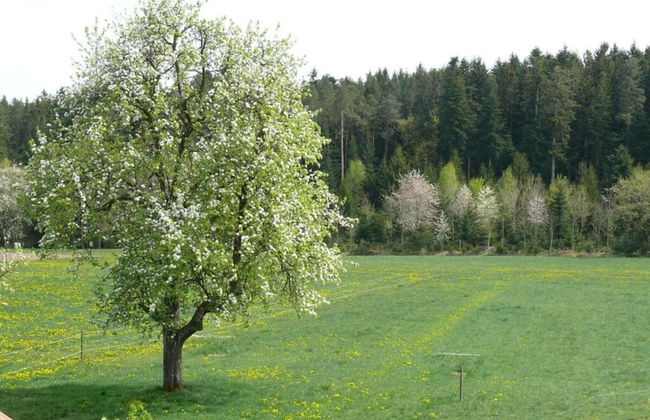 1 Fuchskreuzhof Comfortable Holiday Residence - Foto 23