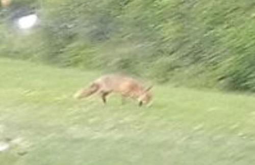 Snug & Secluded Lakeside Shepherds Hut 'Carp' - Foto 37