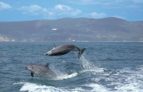 Sado River Haven - Foto 30