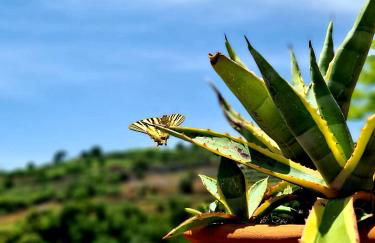 Etna panoramic villa with swimming pool - Foto 11
