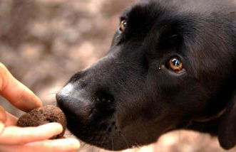 Welcome at Poggio Cantarello Country Home Tuscany - Foto 74