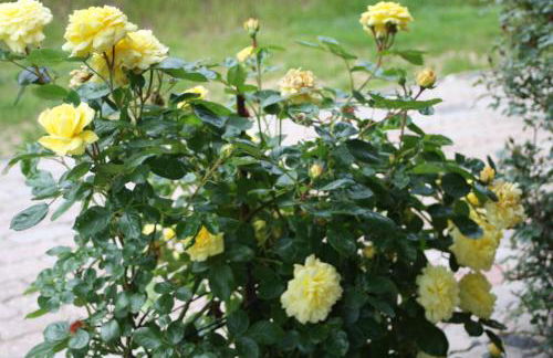 Komfort Ferienhaus FEWO70 - Foto 36